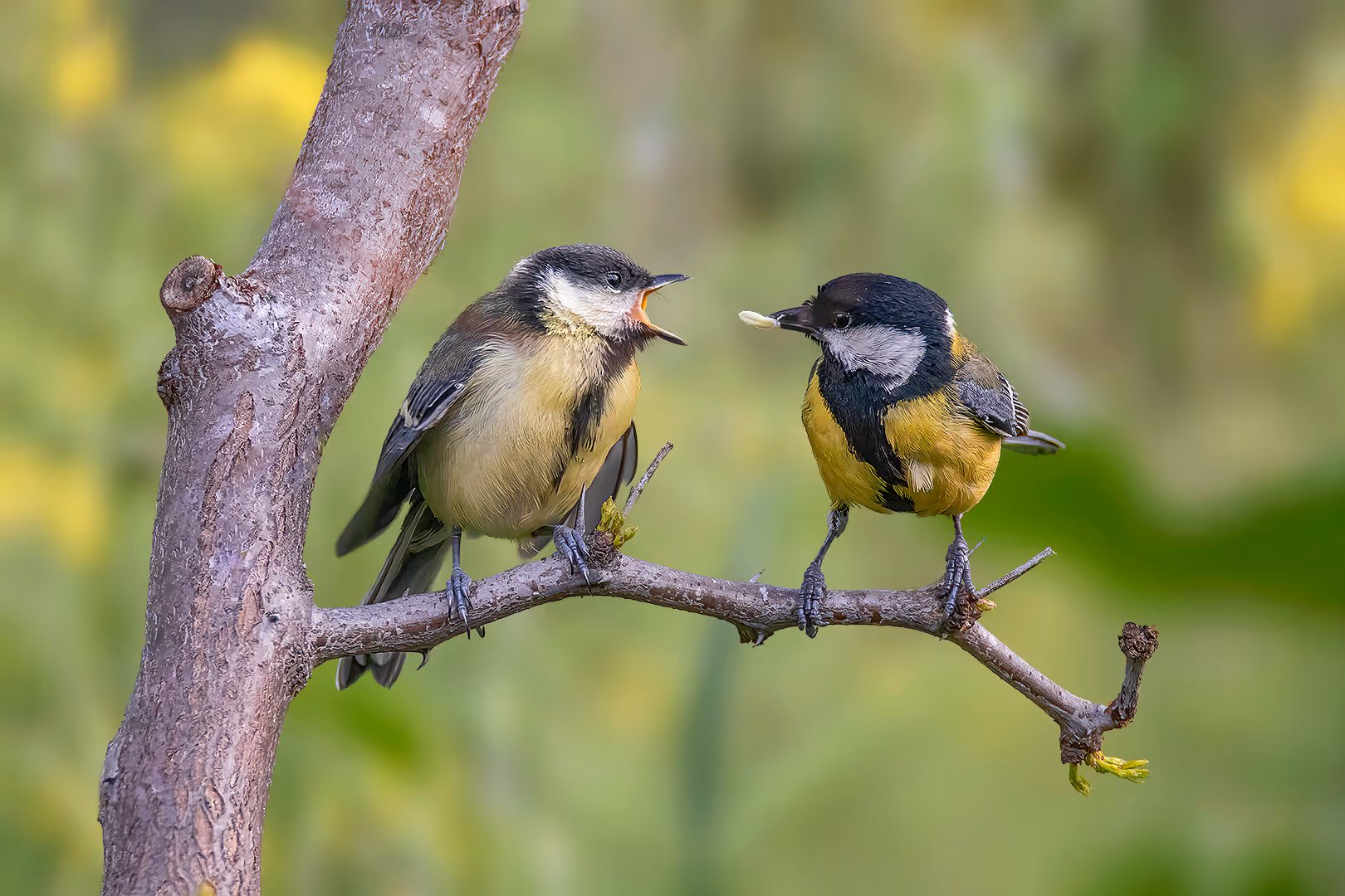 ירגזי מצוי מאכיל פרחון