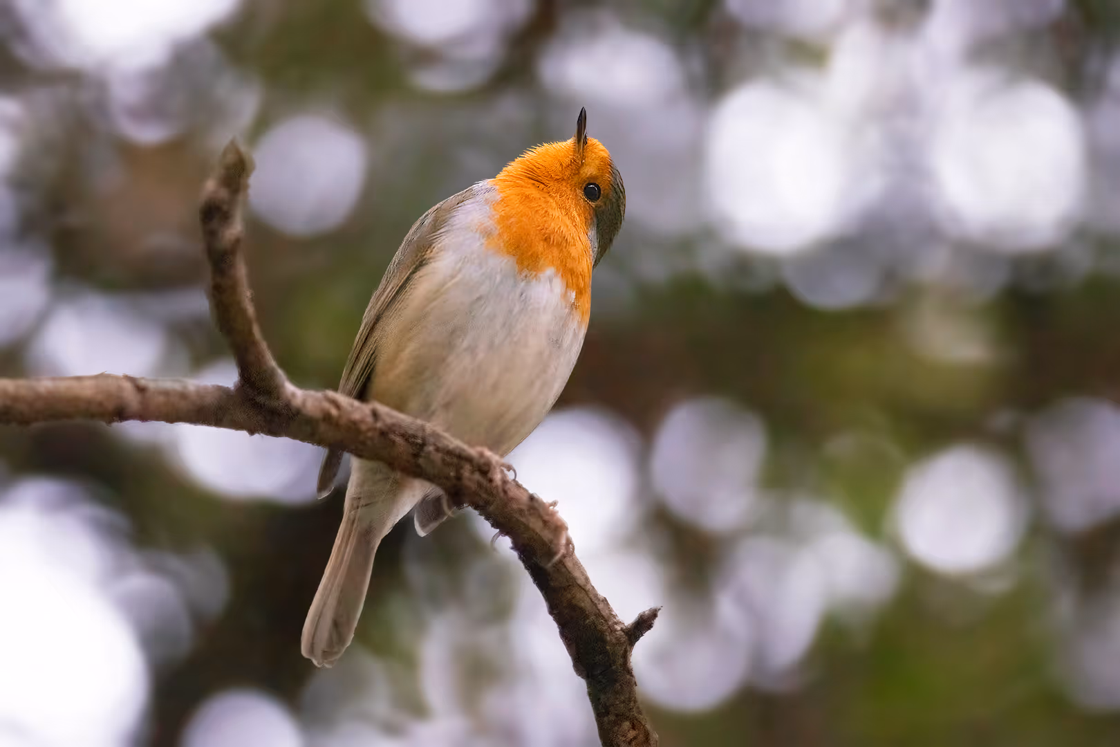 אדום חזה מביט למעלה