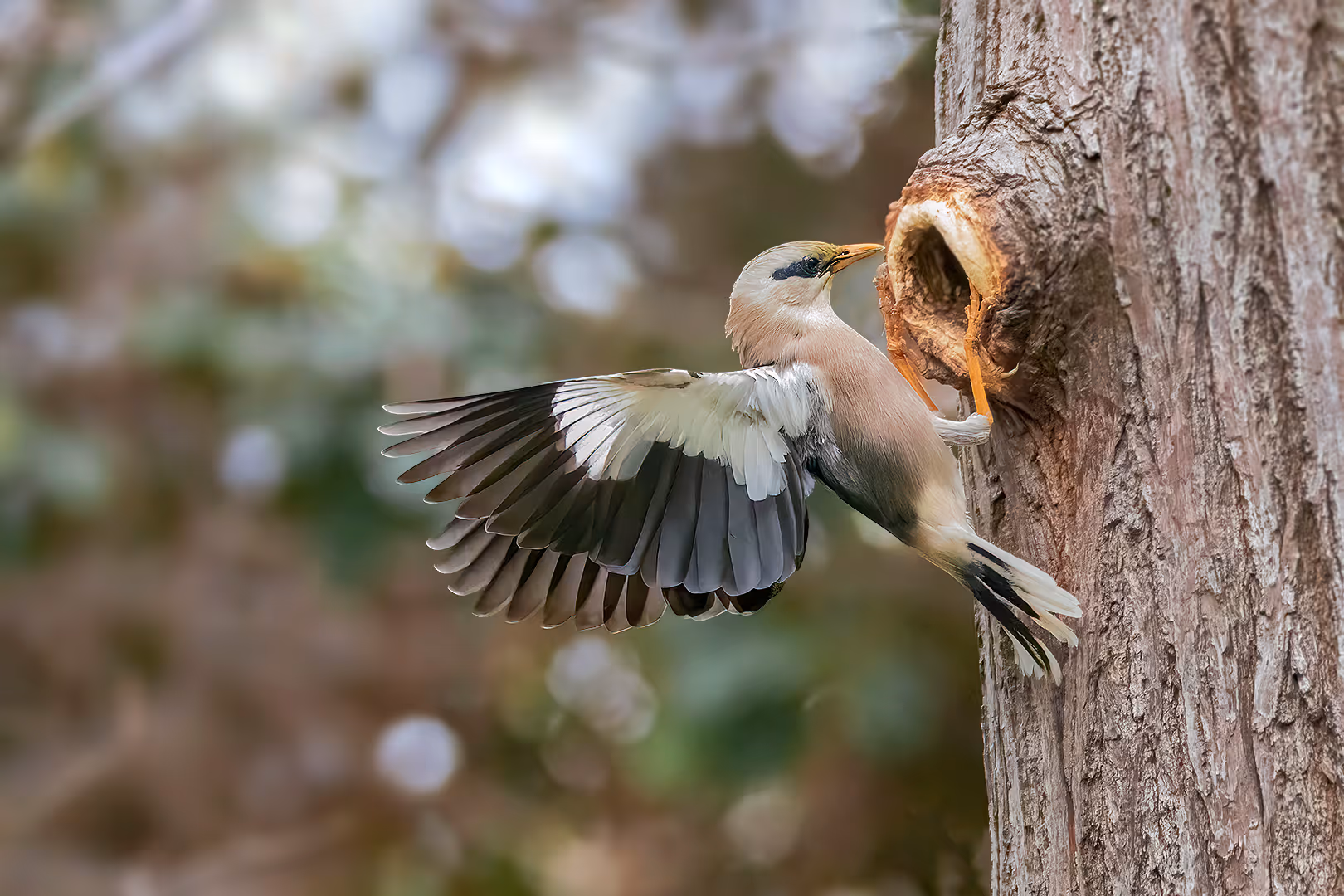 זרזיר בורמזי נוחת על פתח הקן