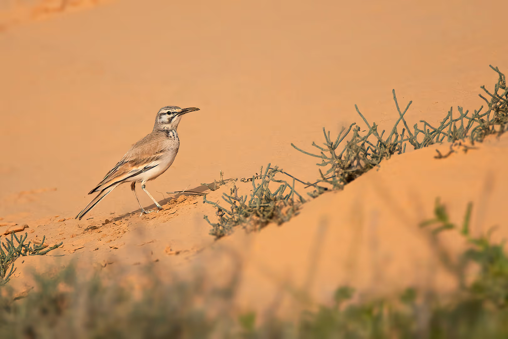 אלימון על דיונה