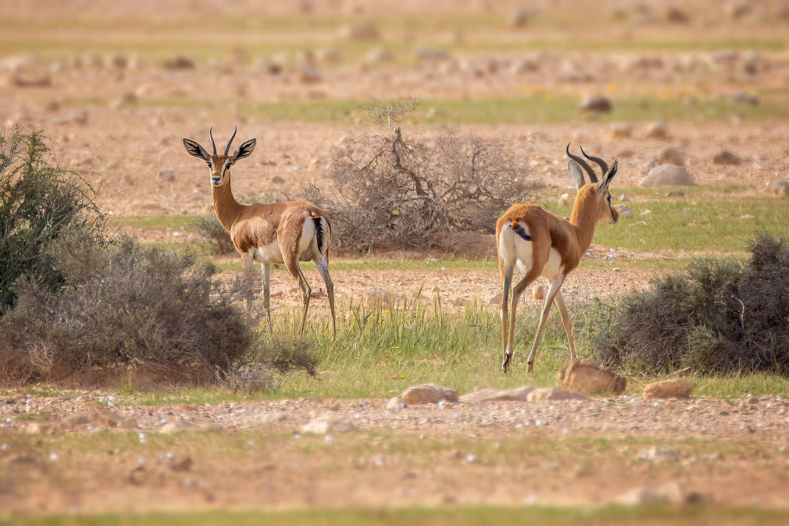 זוג צבאי הנגב במרעה