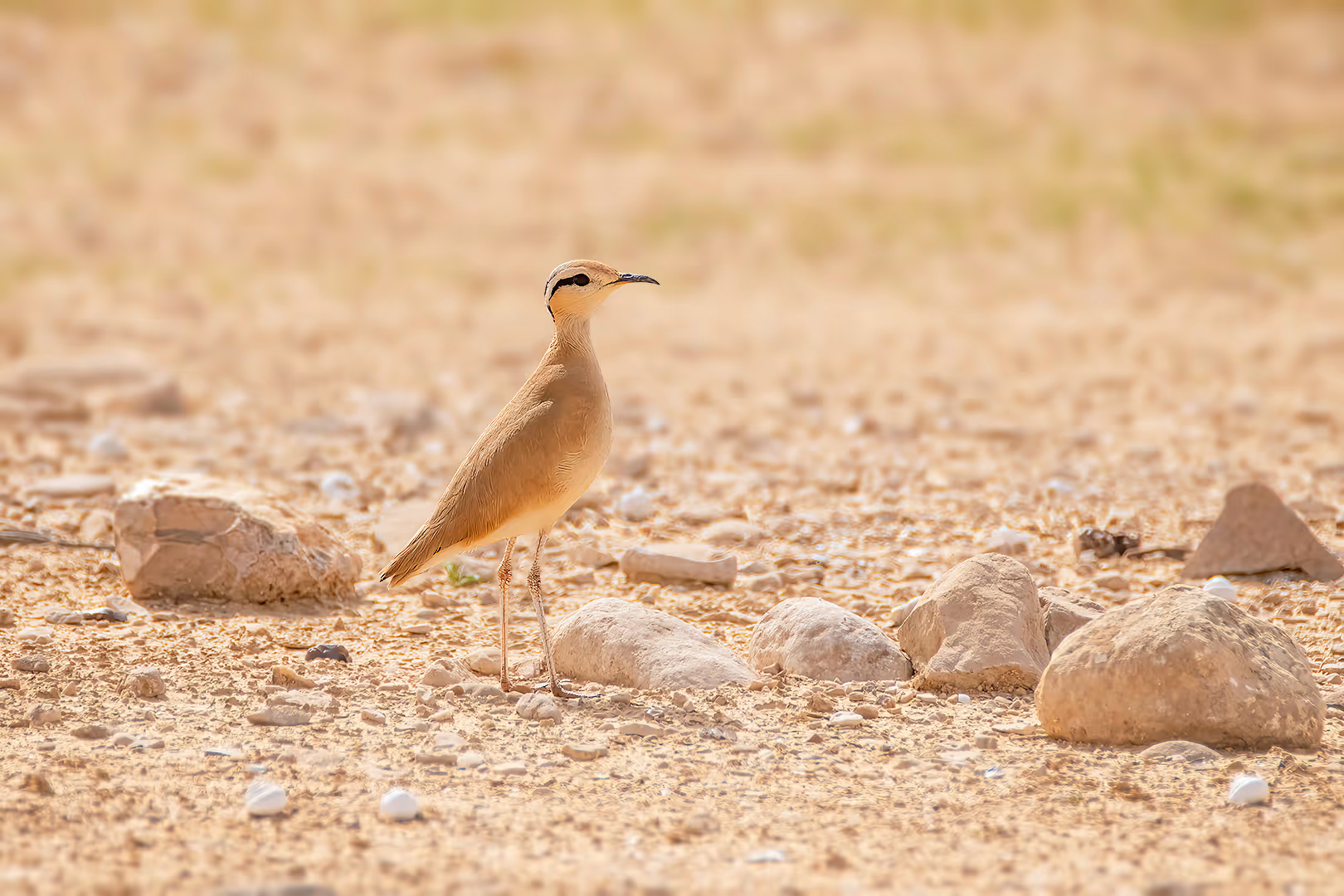 רץ מדבר מתבונן סביב