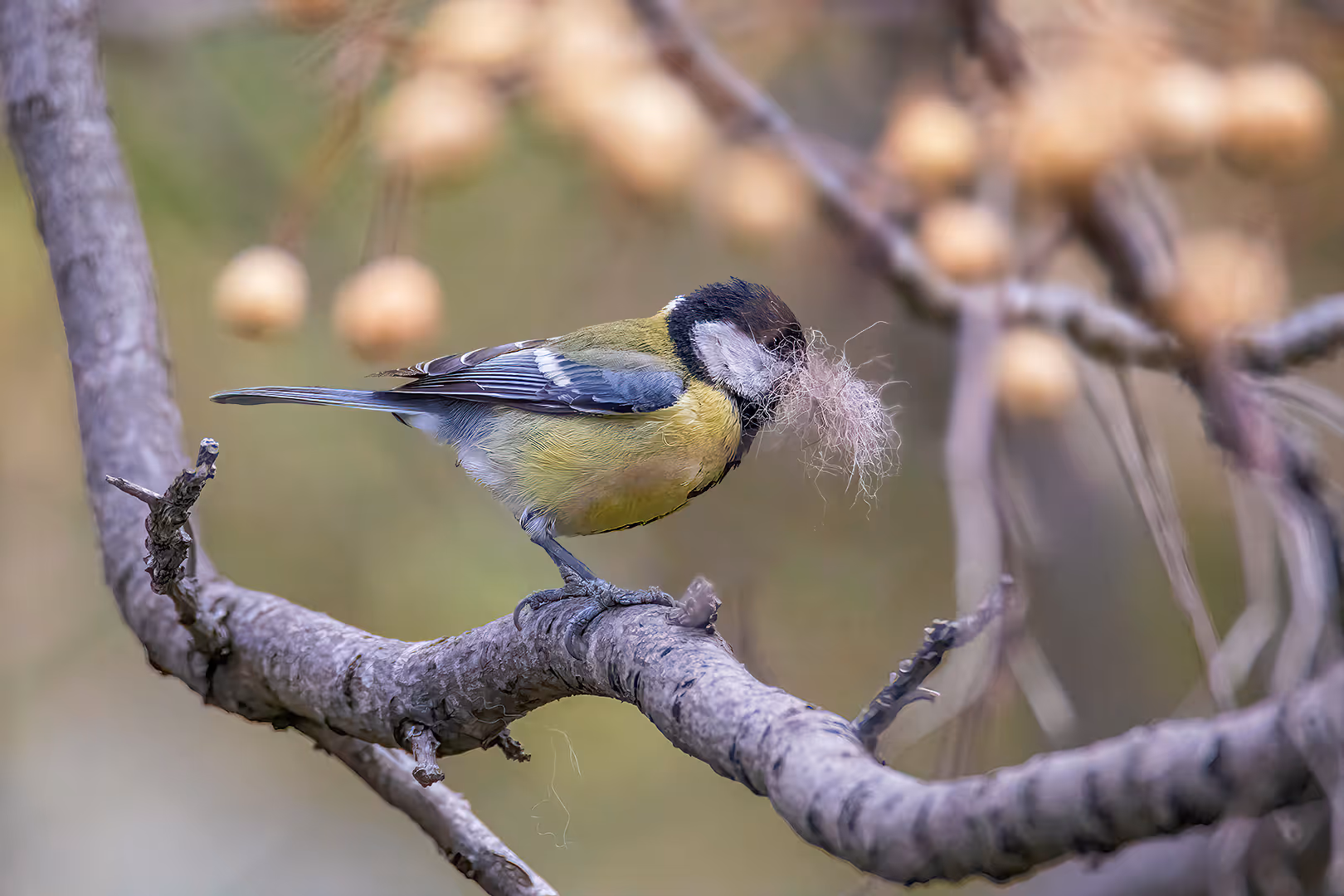 ירגזי מצוי עם חומרי קינון