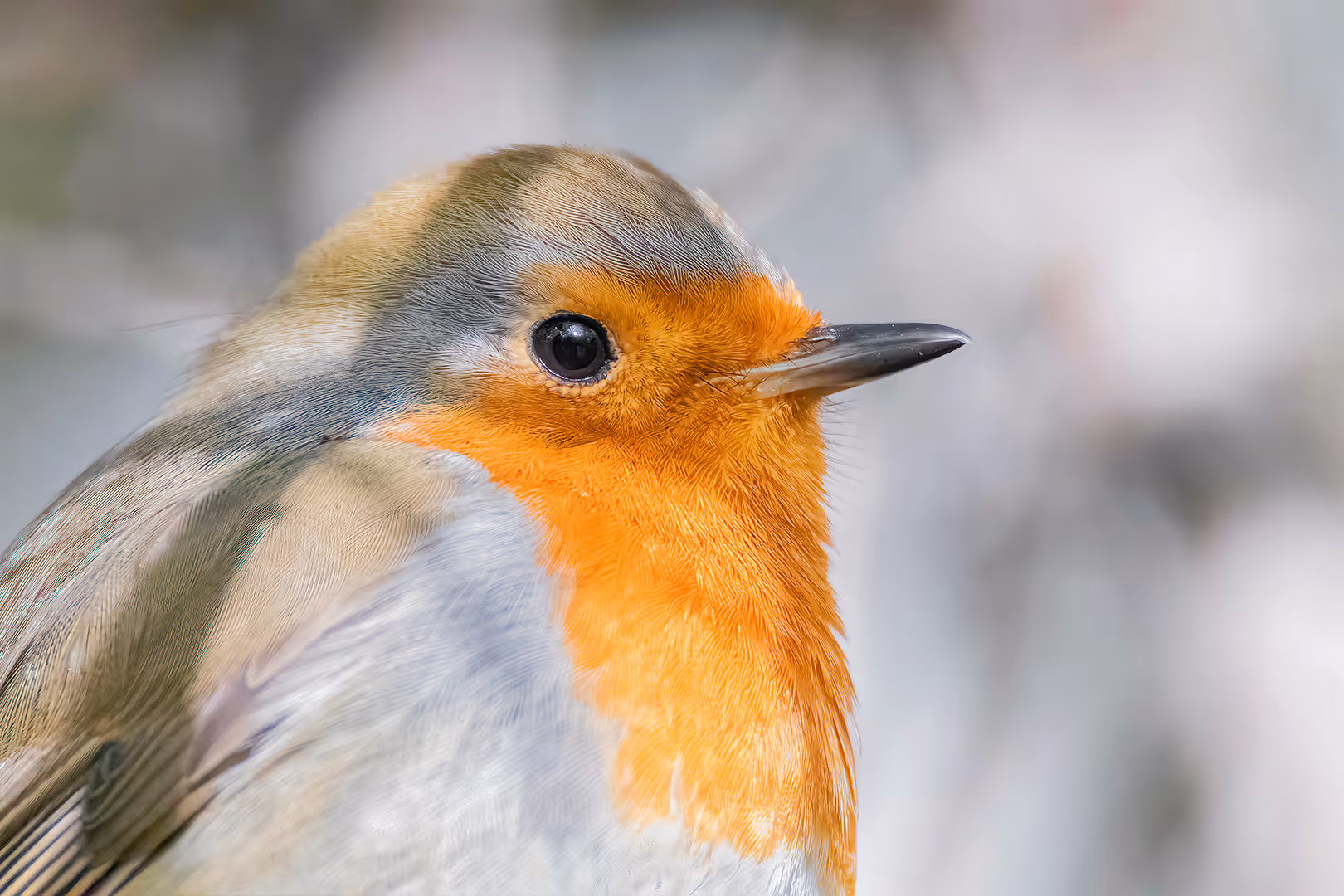תקריב של אדום חזה