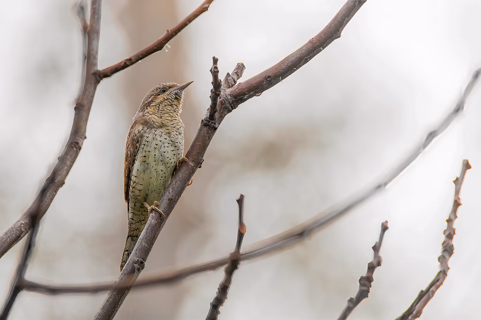 סבראש על ענף