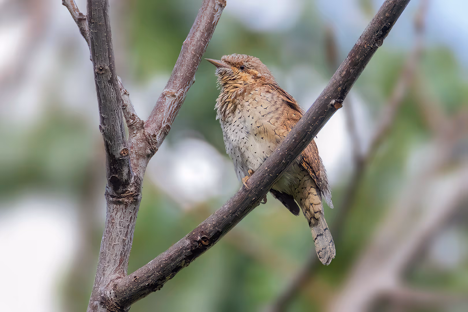סבראש על ענף