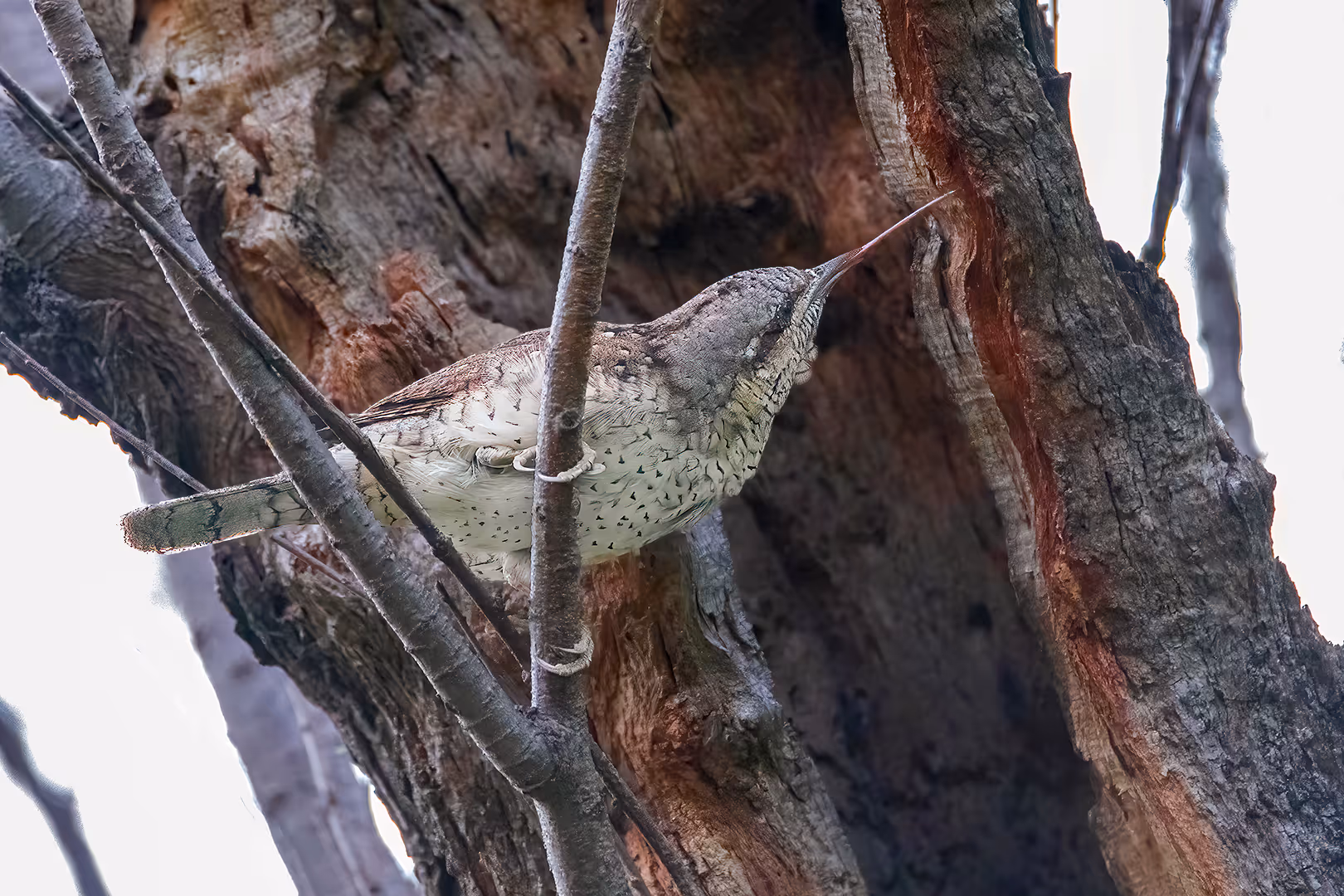 סבראש מוציא לשון