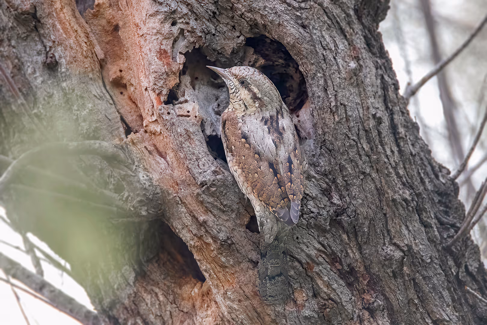 סבראש מסתווה על רקע עץ