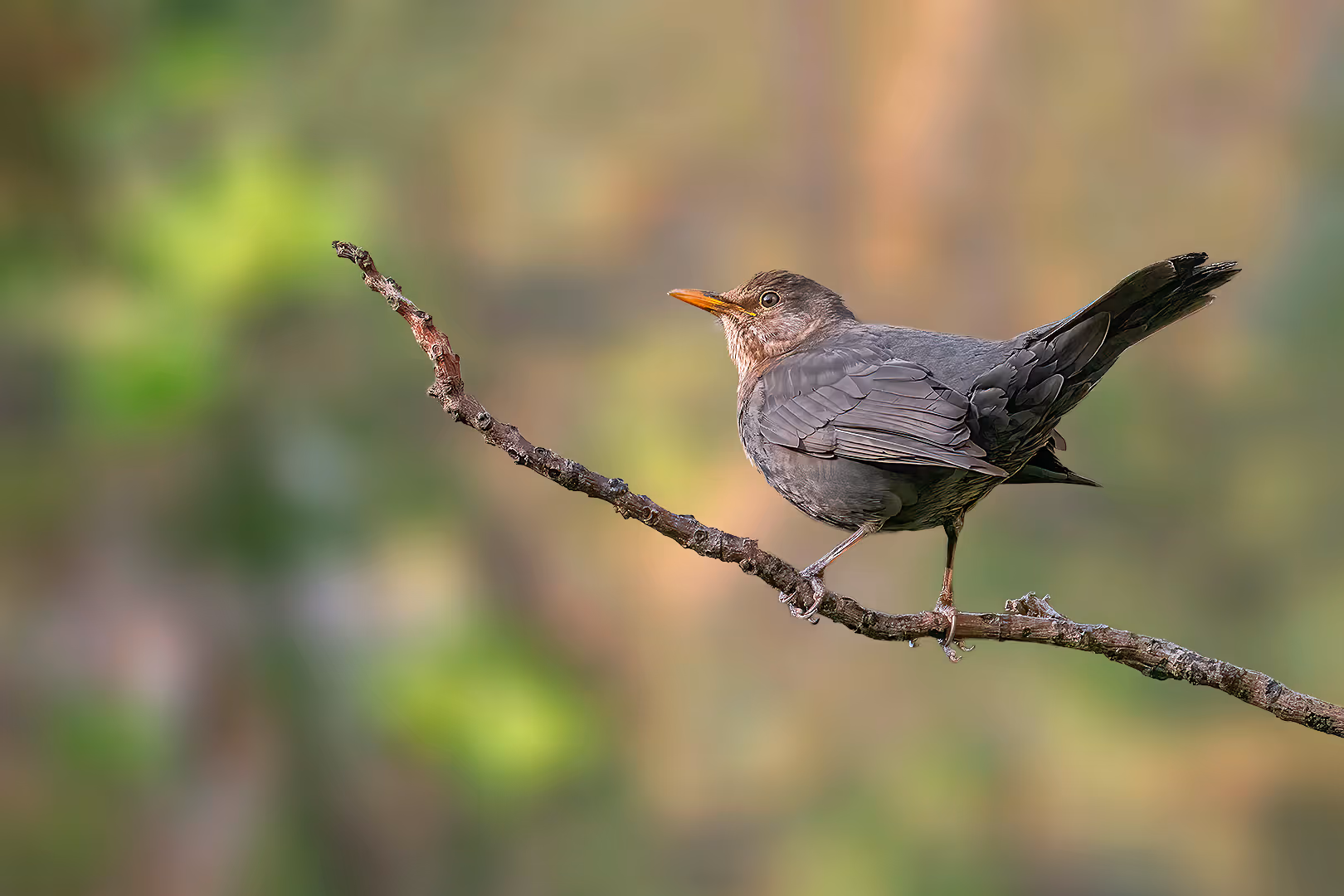 שחרור צעיר על ענף