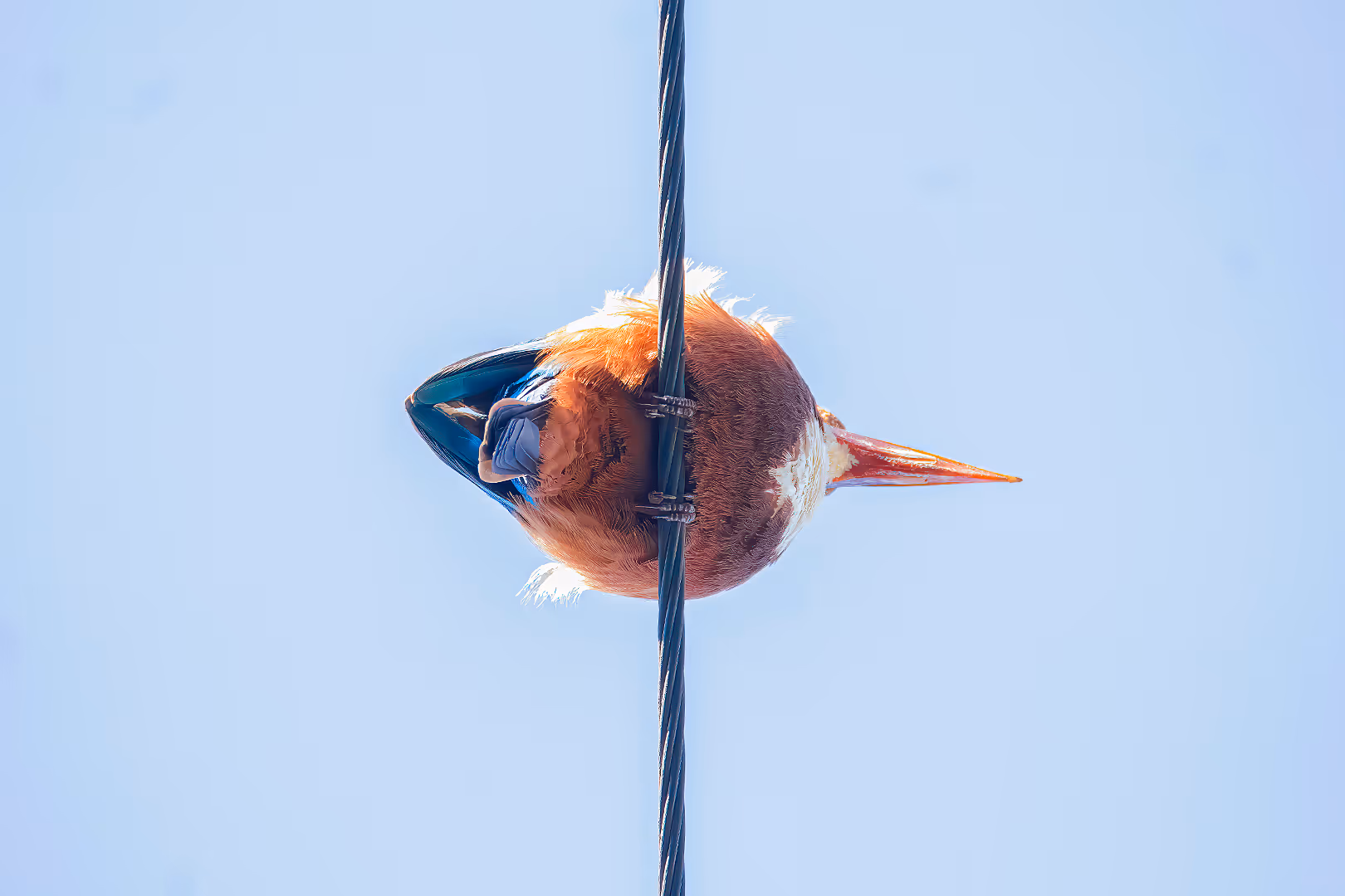 שלדג לבן-חזה מלמטה