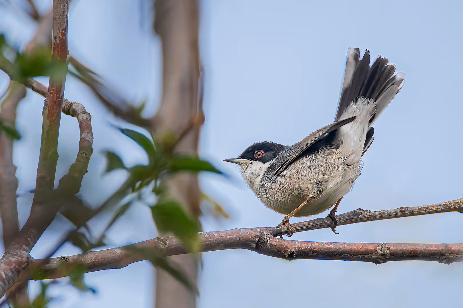סבכי שחור ראש על ענף