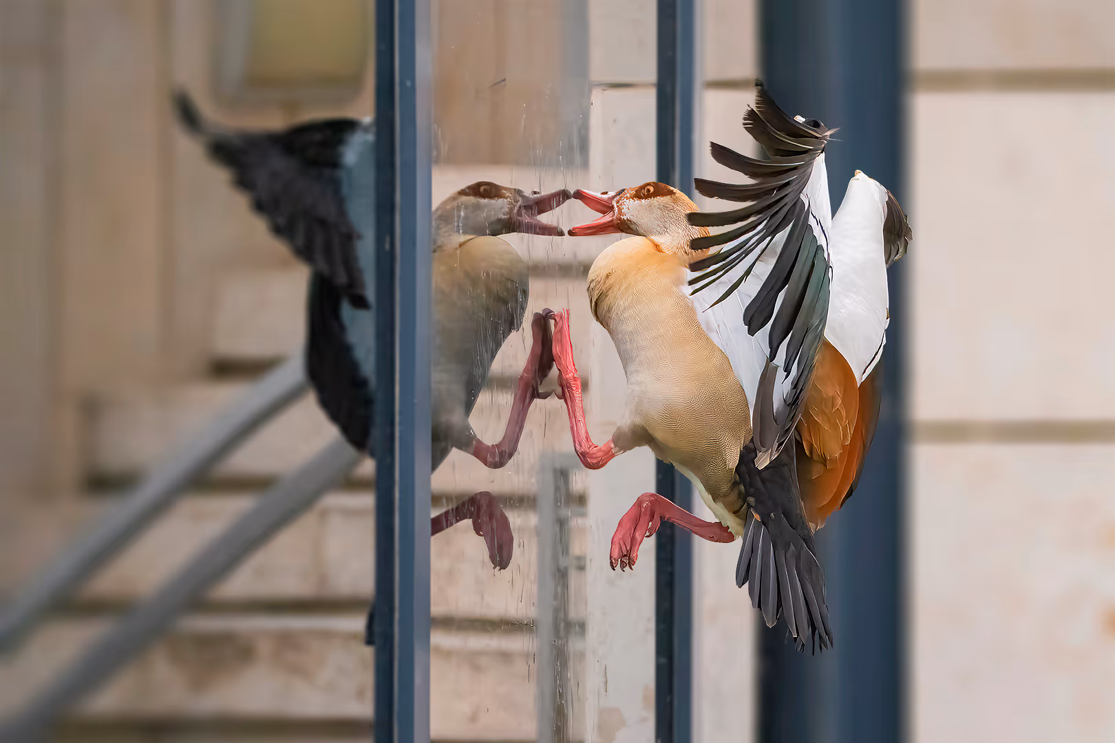 זכר יאורית מצרית תוקף את בבואתו