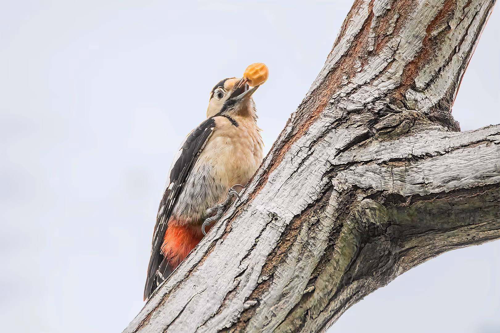 נקר סורי אוכל פרי אזדרכת