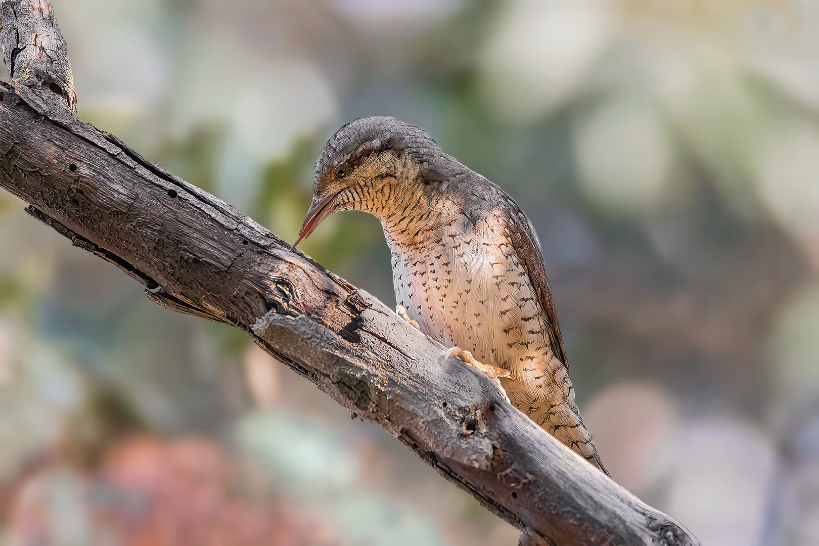 סבראש צד באמצעות הלשון 