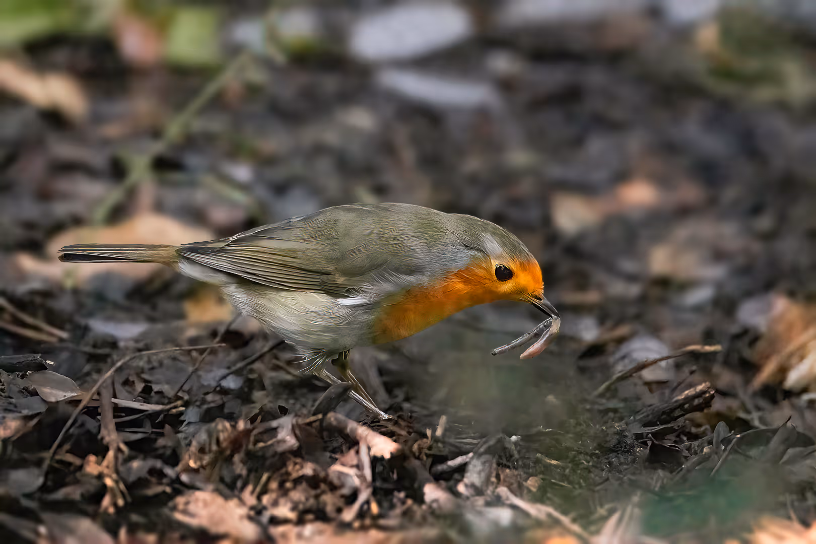 אדום חזה תופס תולעת