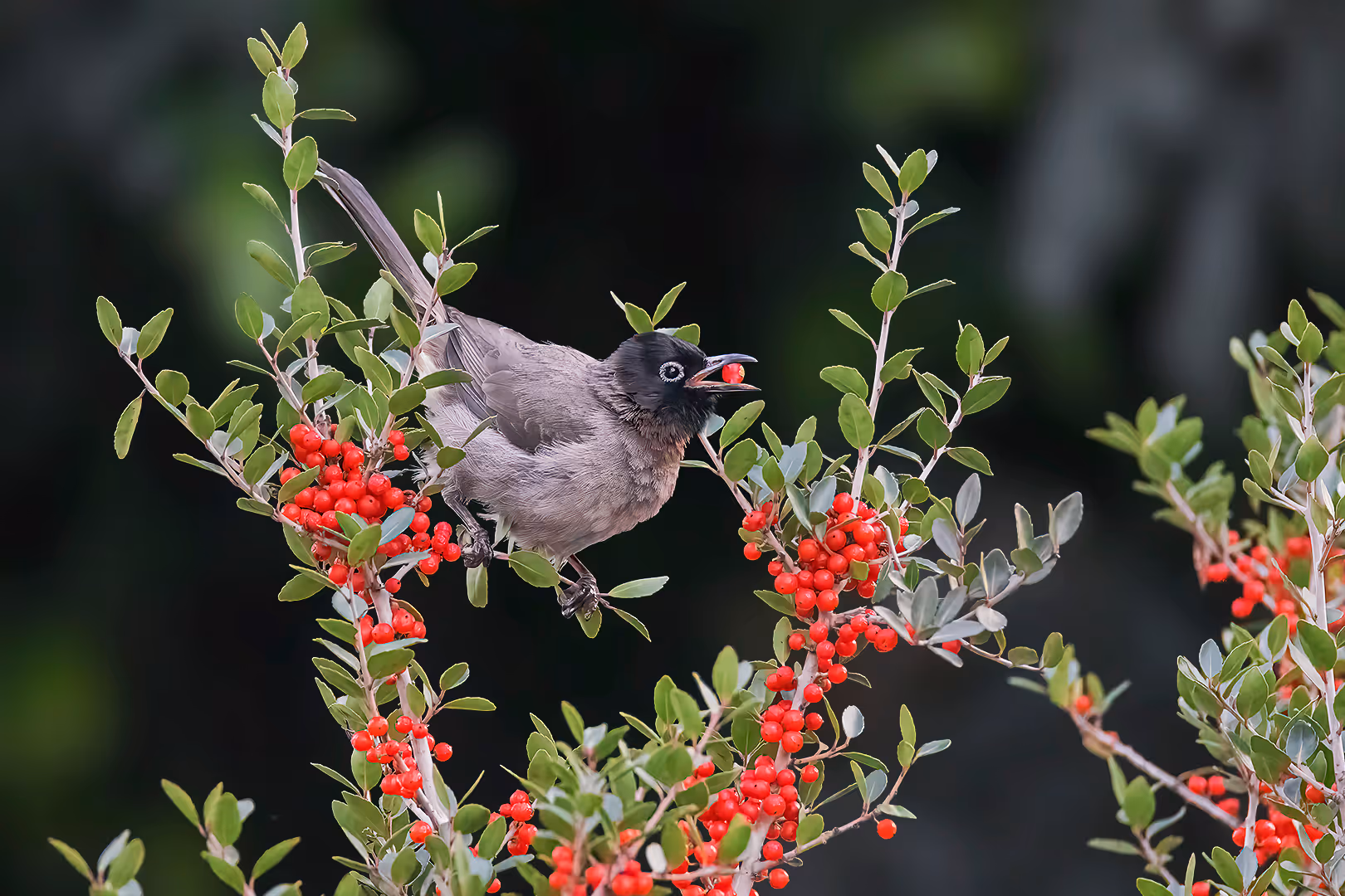 בולבול אוכל פירות