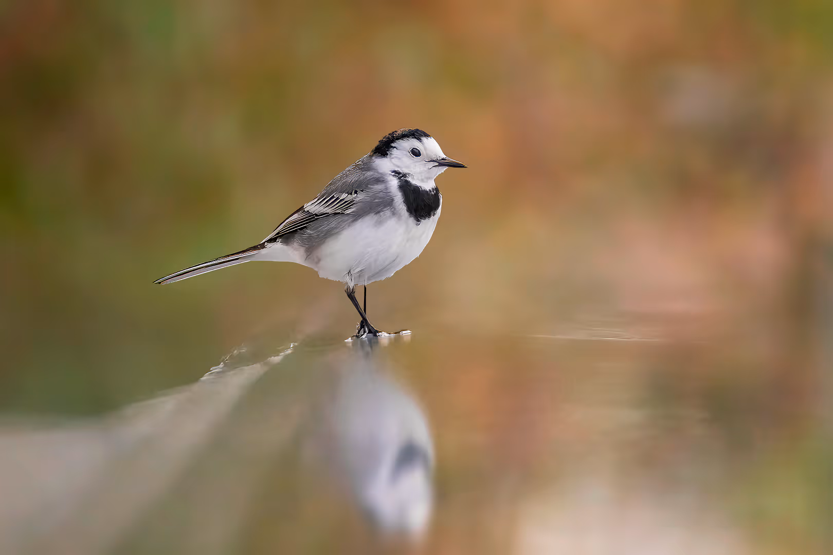 נחליאלי לבן על שפת המים