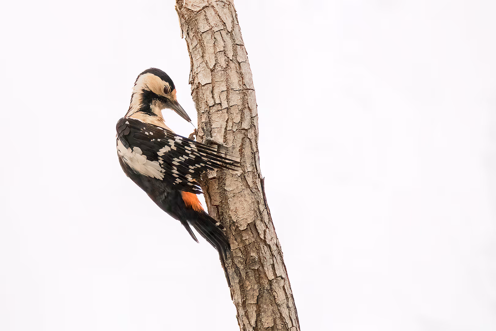 נקר סורי מוציא לשון על ענף