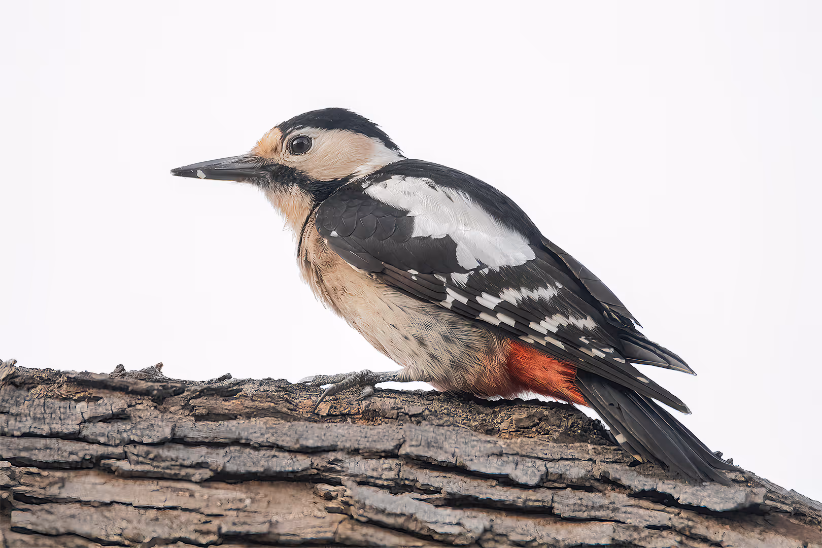 נקר סורי בתקריב