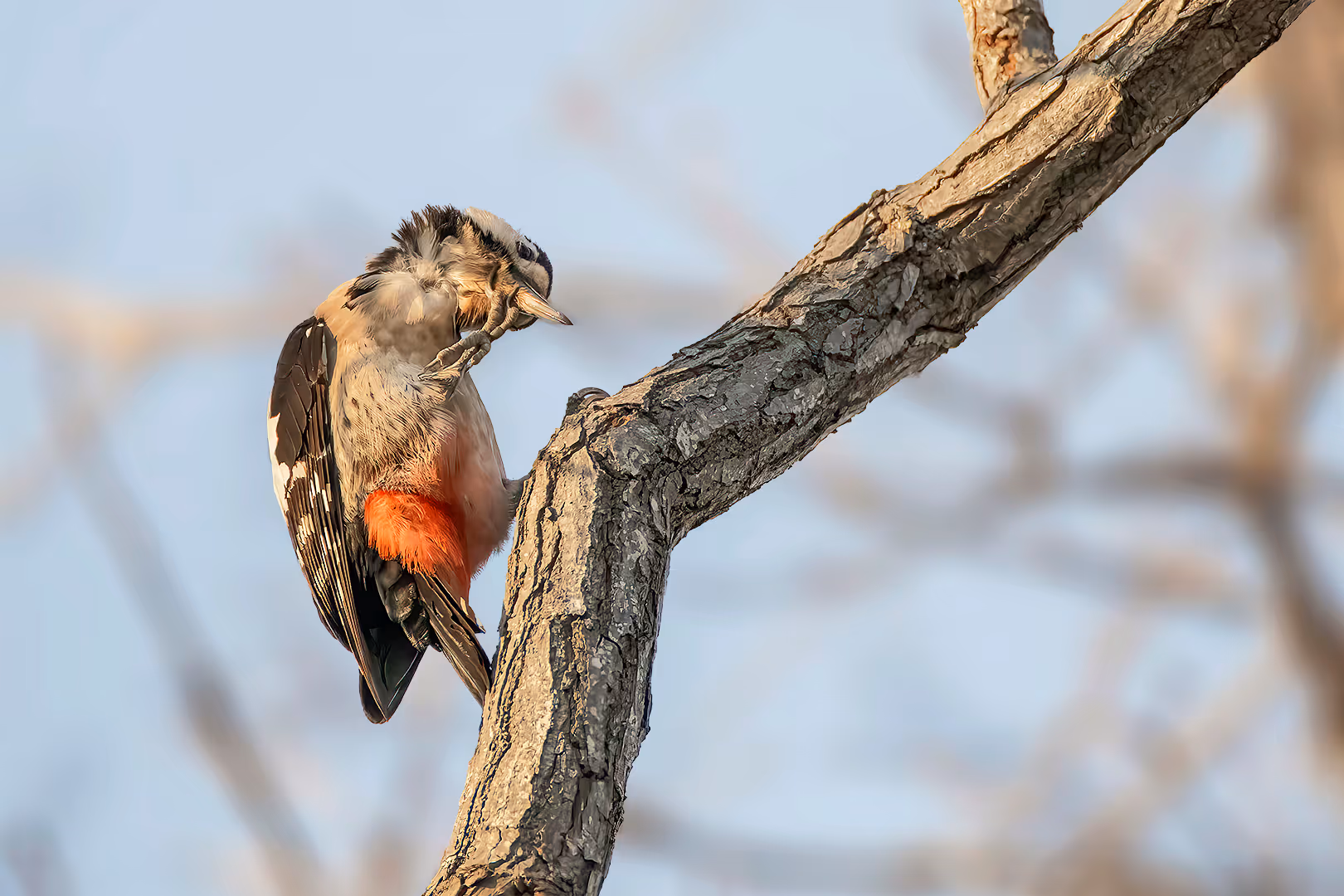 נקר סורי מתגרד