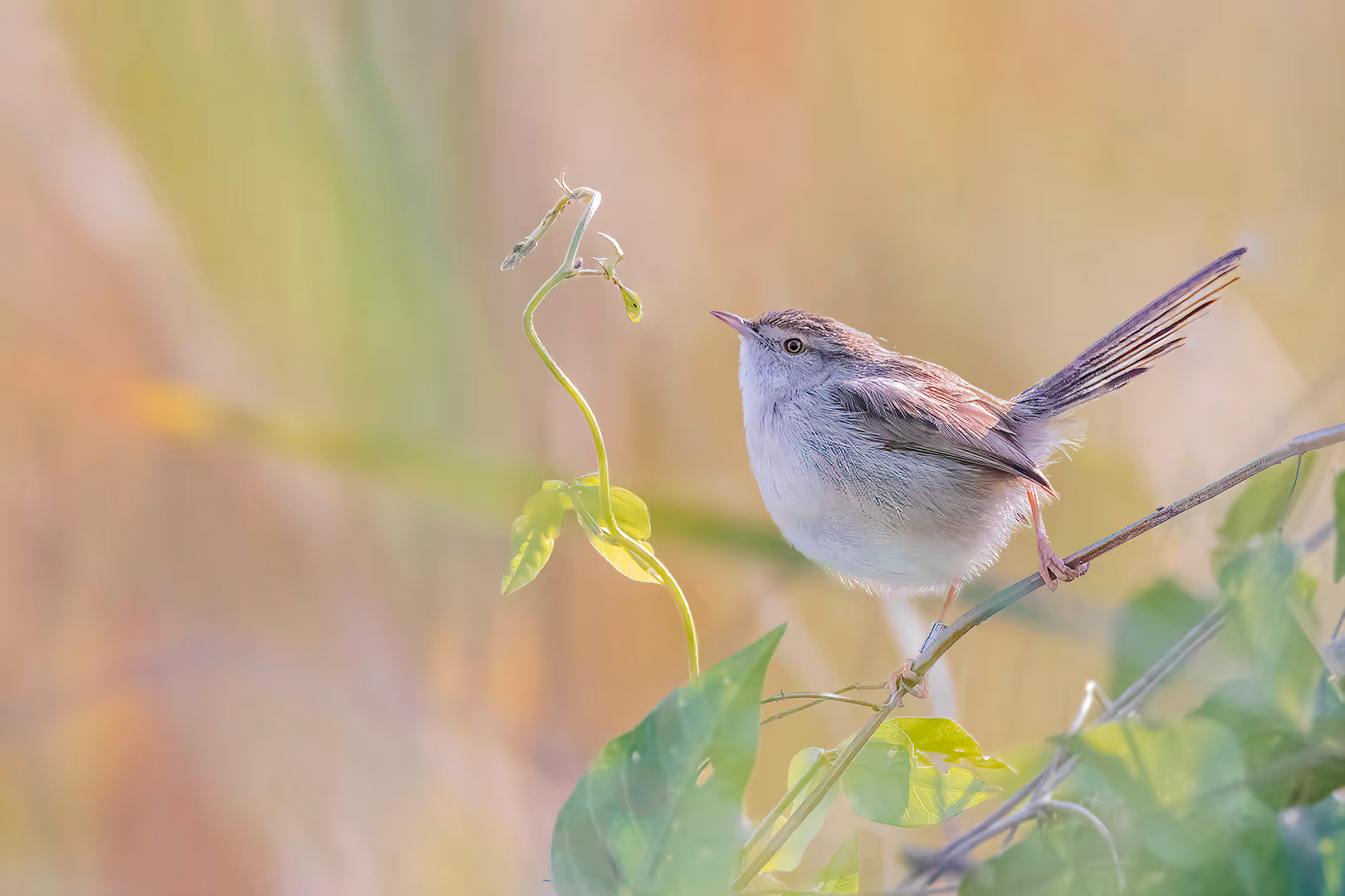 פשוש מביט על צמח