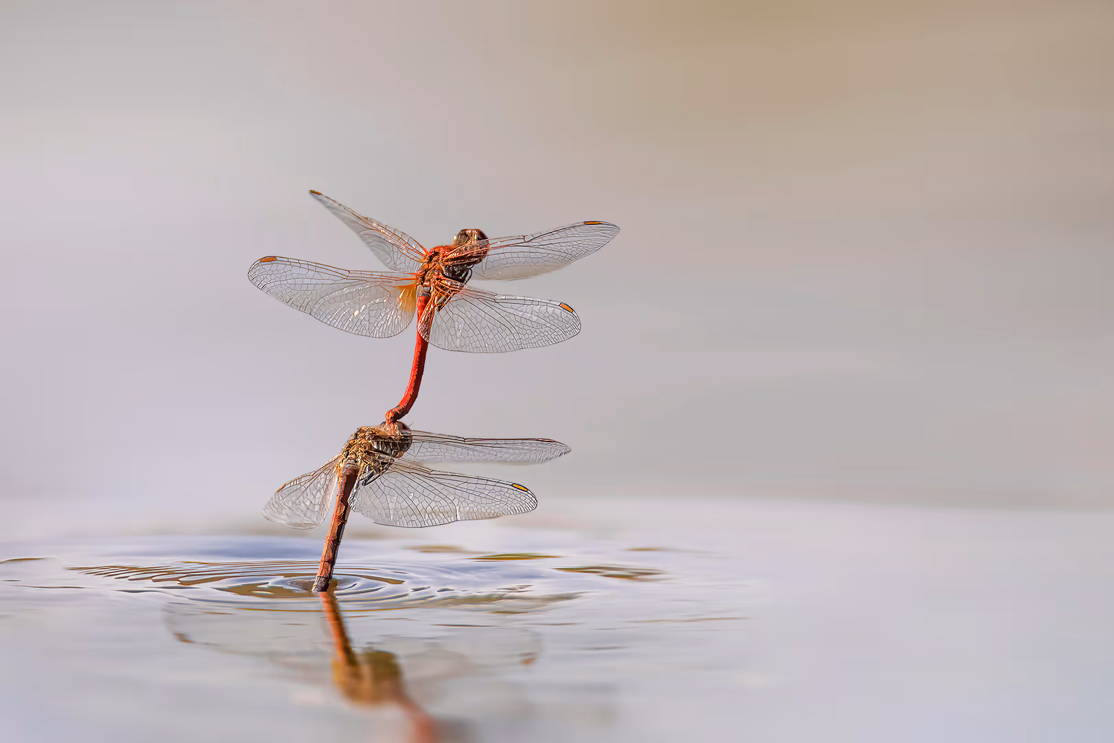 שפיריות מזדווגות וטובלות במים