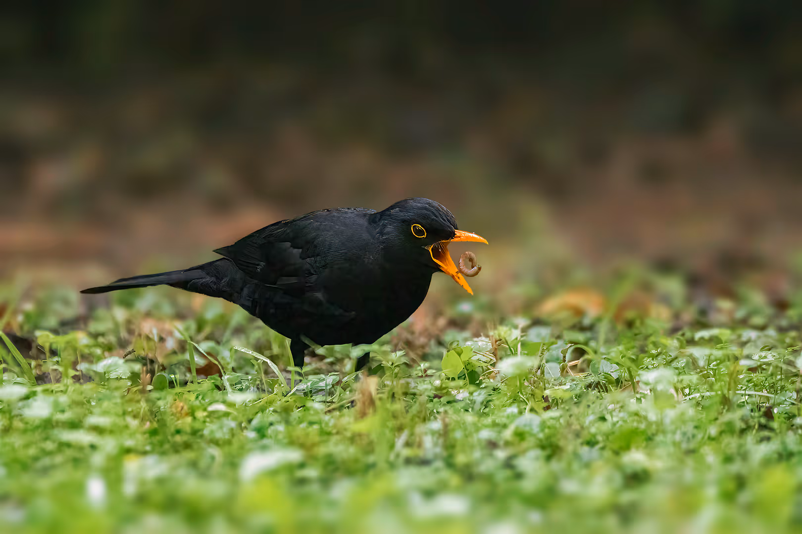 שחרור מקפיץ שלשול