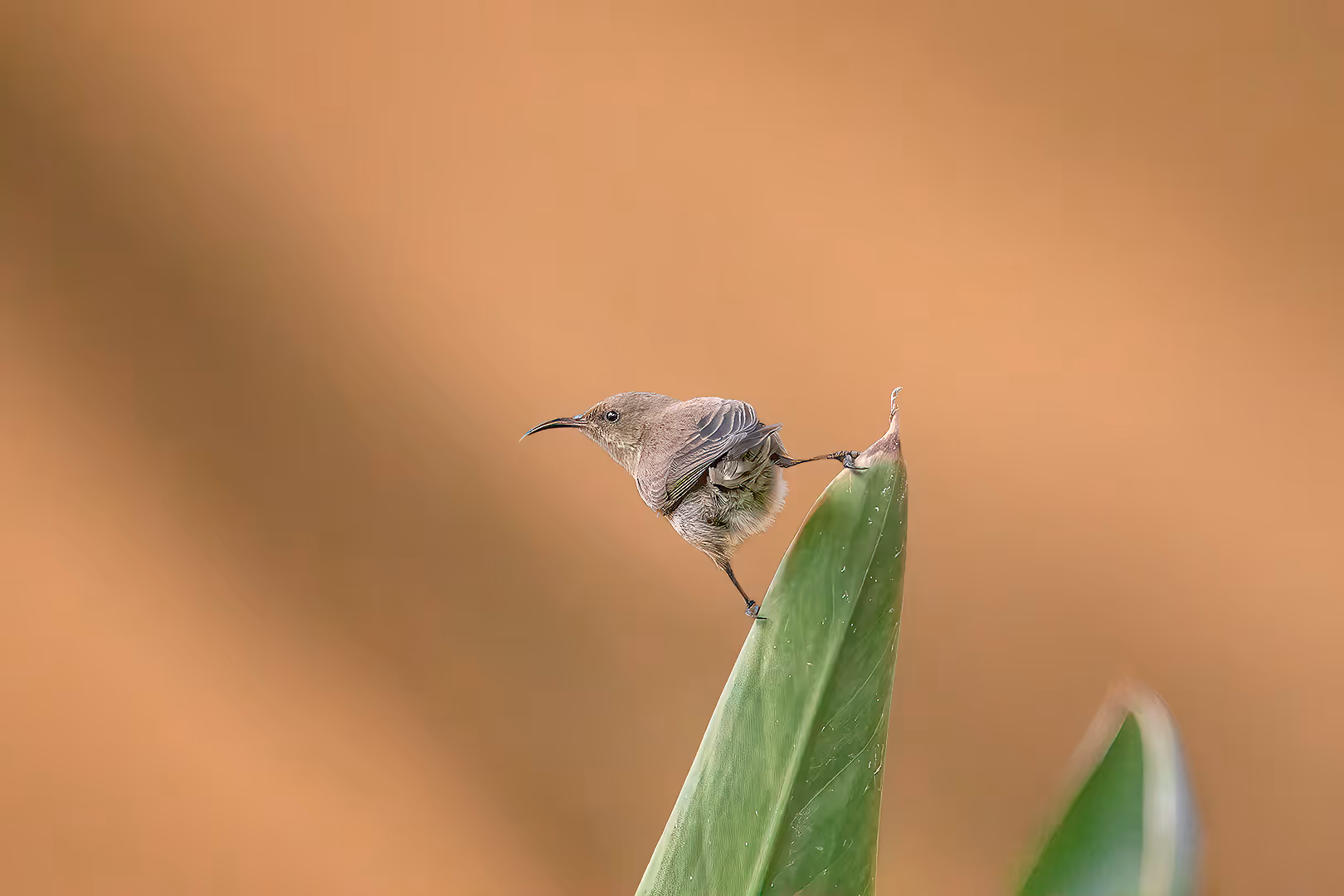 צופית בוהקת נקבה על שיח