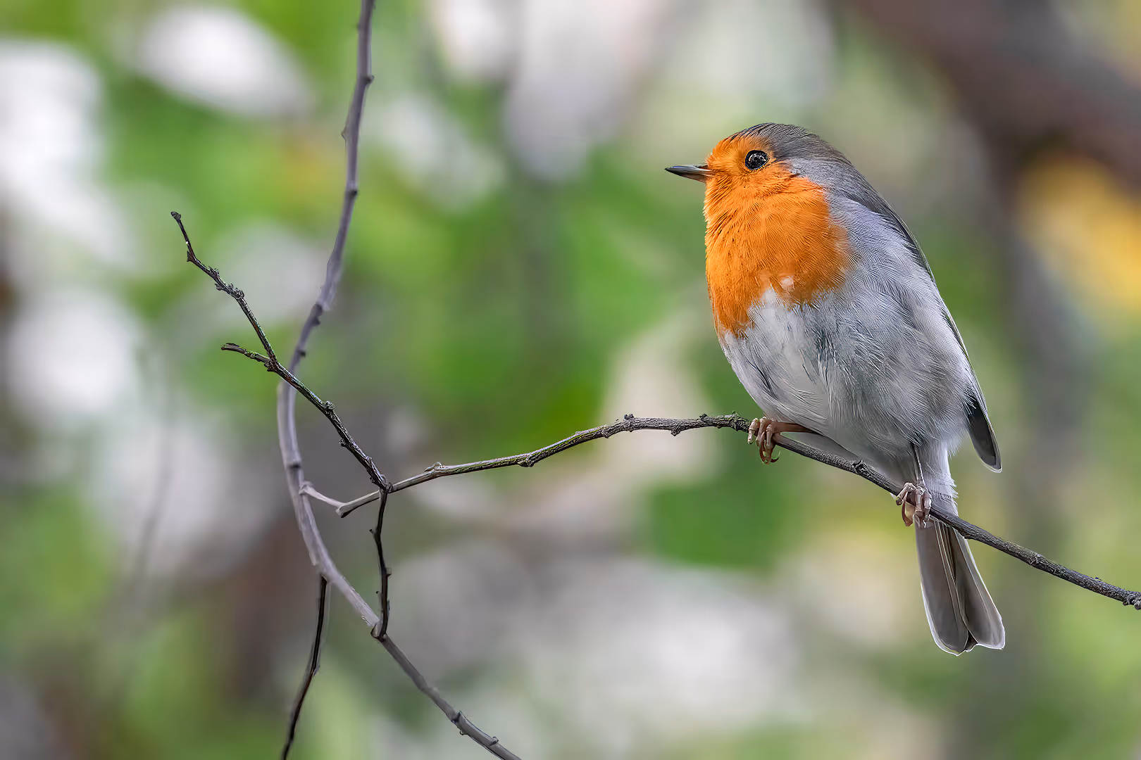 אדום חזה על ענף דק