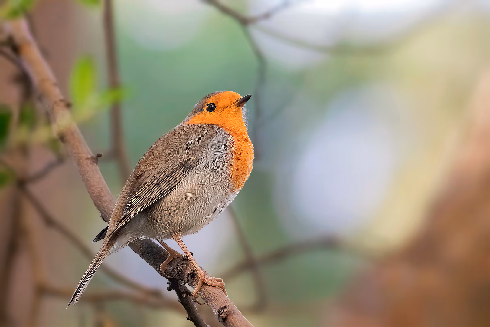 אדום חזה על ענף