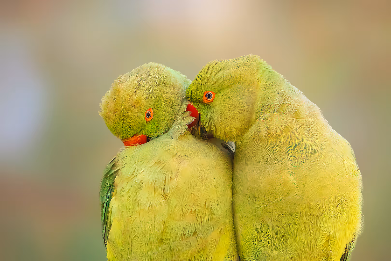 זוג דררות בניקוי הדדי