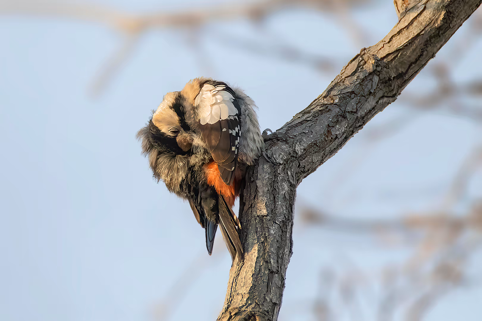 נקר סורי מתנקה