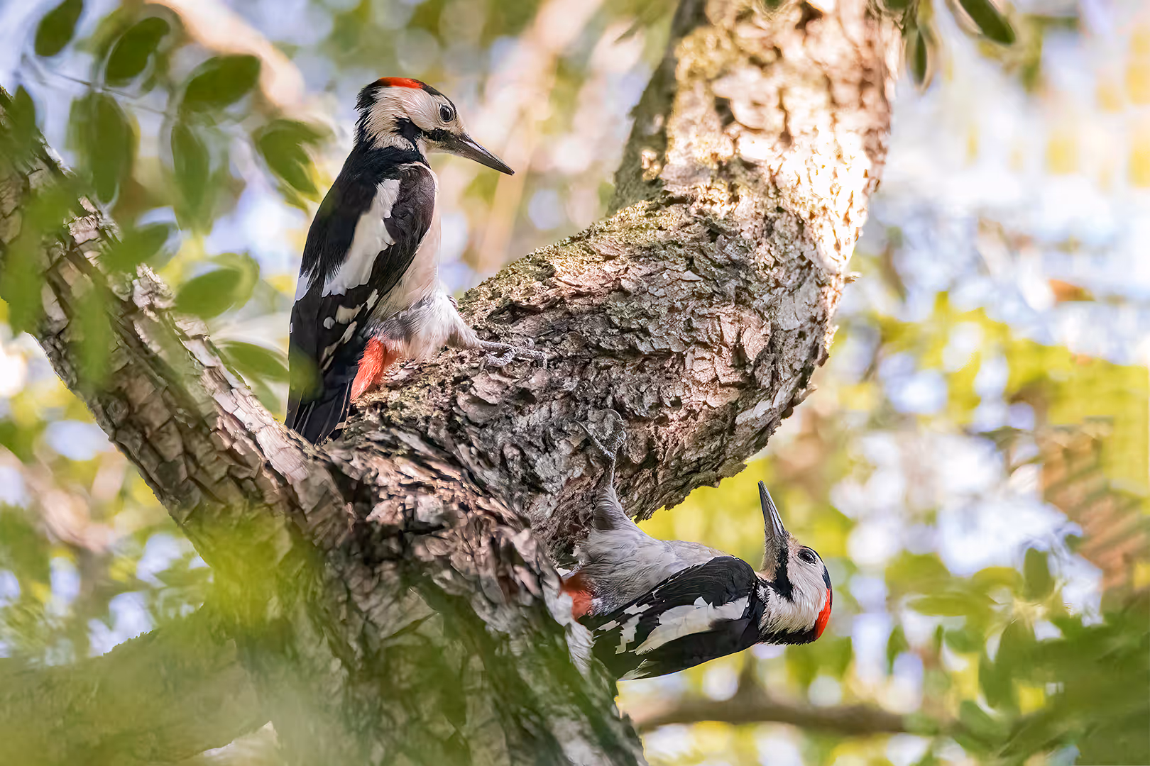 זוג נקרים סוריים בקרב טריטוריה