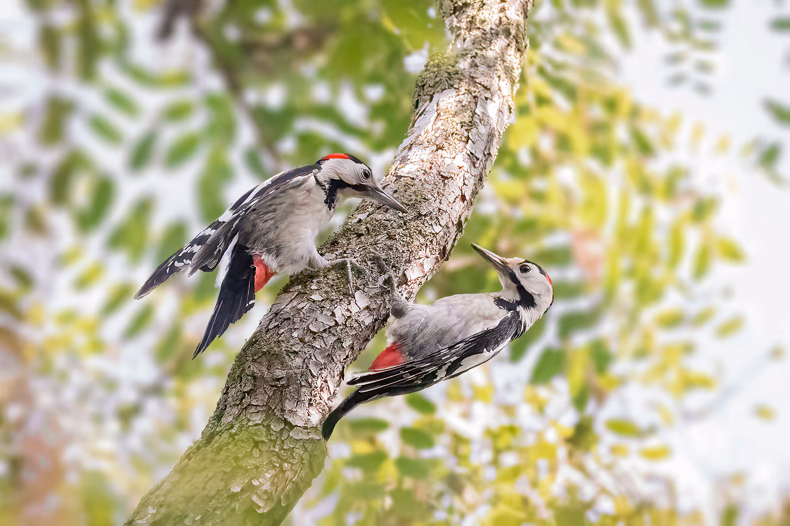 זוג נקרים סוריים בקרב טריטוריה