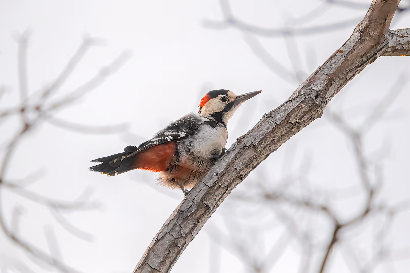 נקר סורי מציג אחוריים אדומים