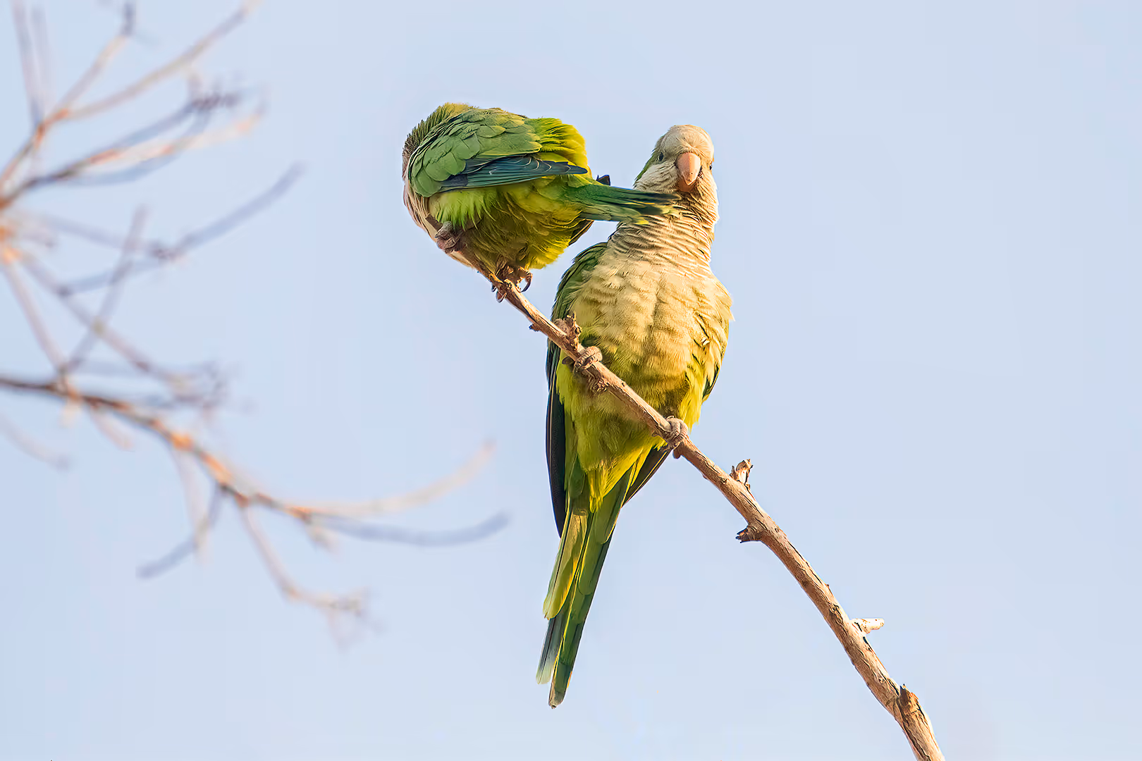 זוג תוכים נזיריים בעמידה משונה