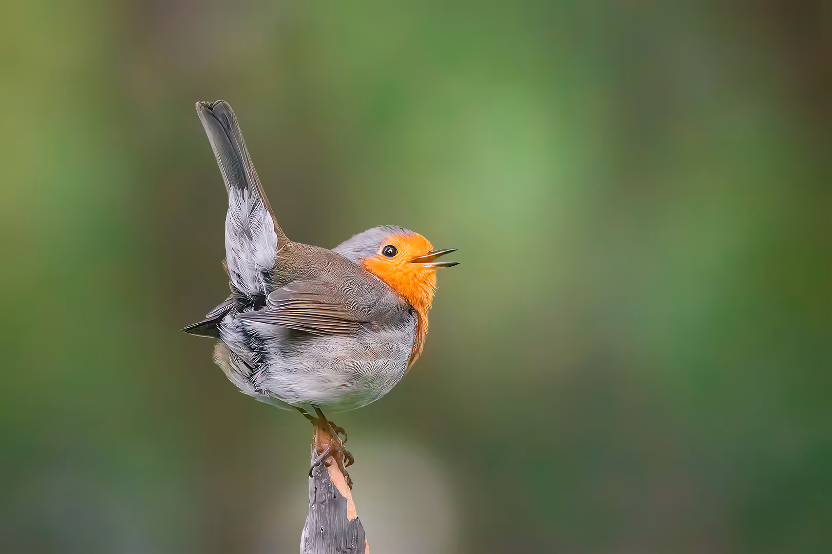 אדום חזה מחייך