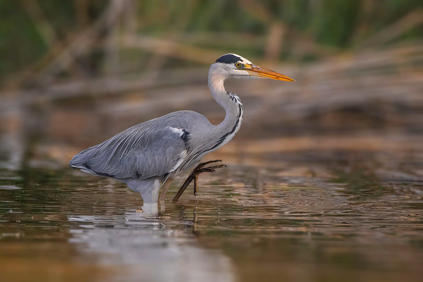 אנפה אפורה הולכת במים