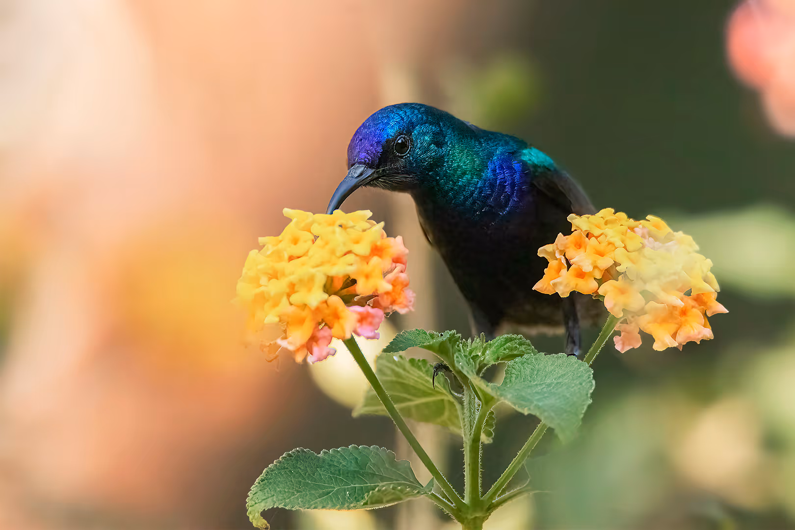 צופית בוהקת יונקת צוף מפרח