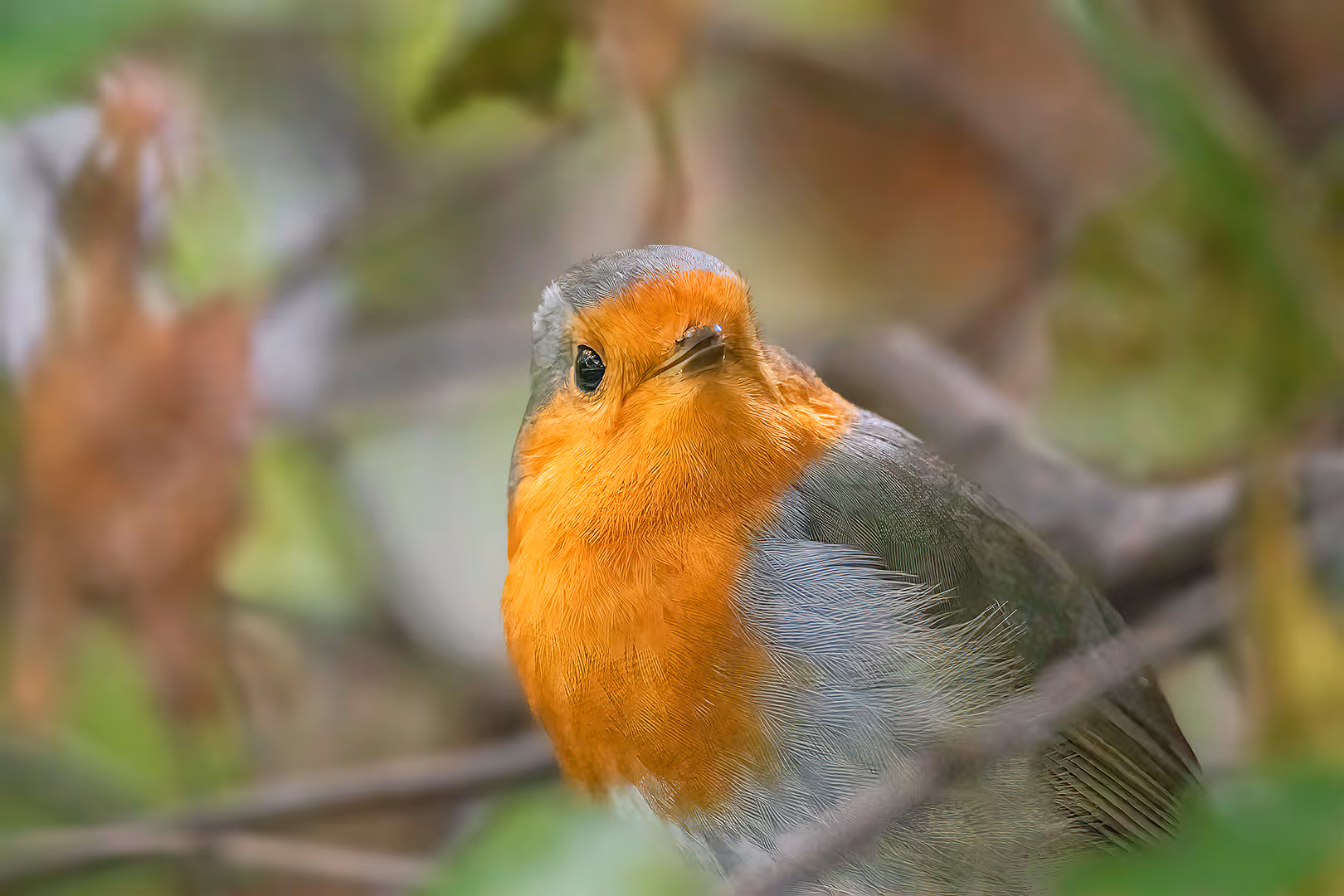 אדום חזה מקרוב