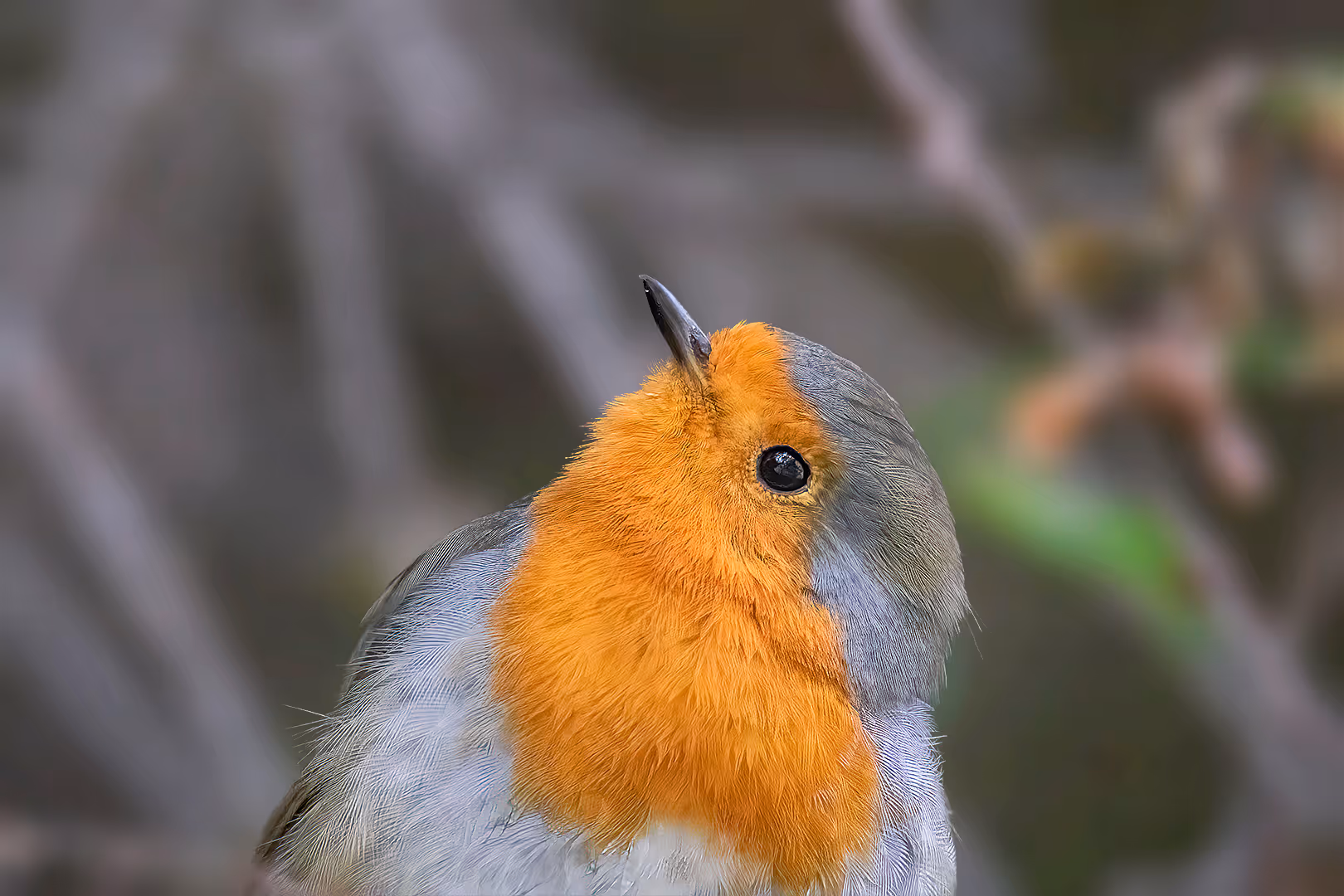 אדום חזה מביט למעלה
