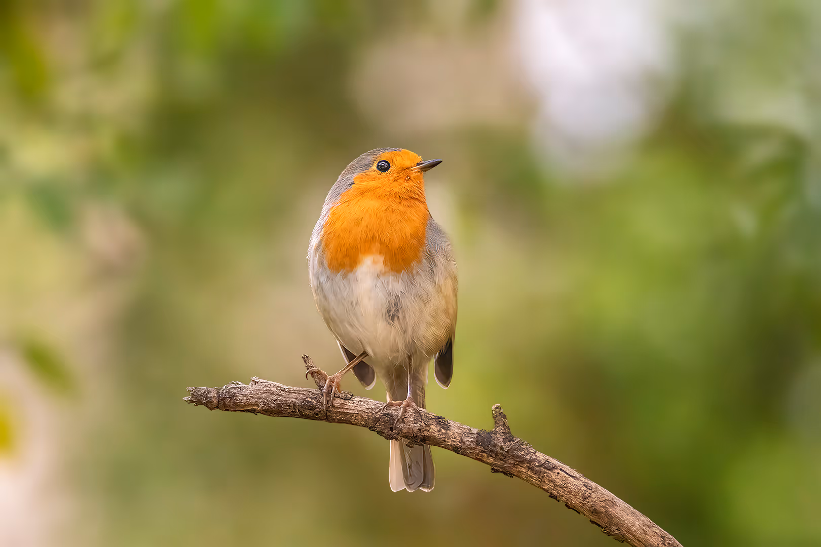 אדום חזה על ענף