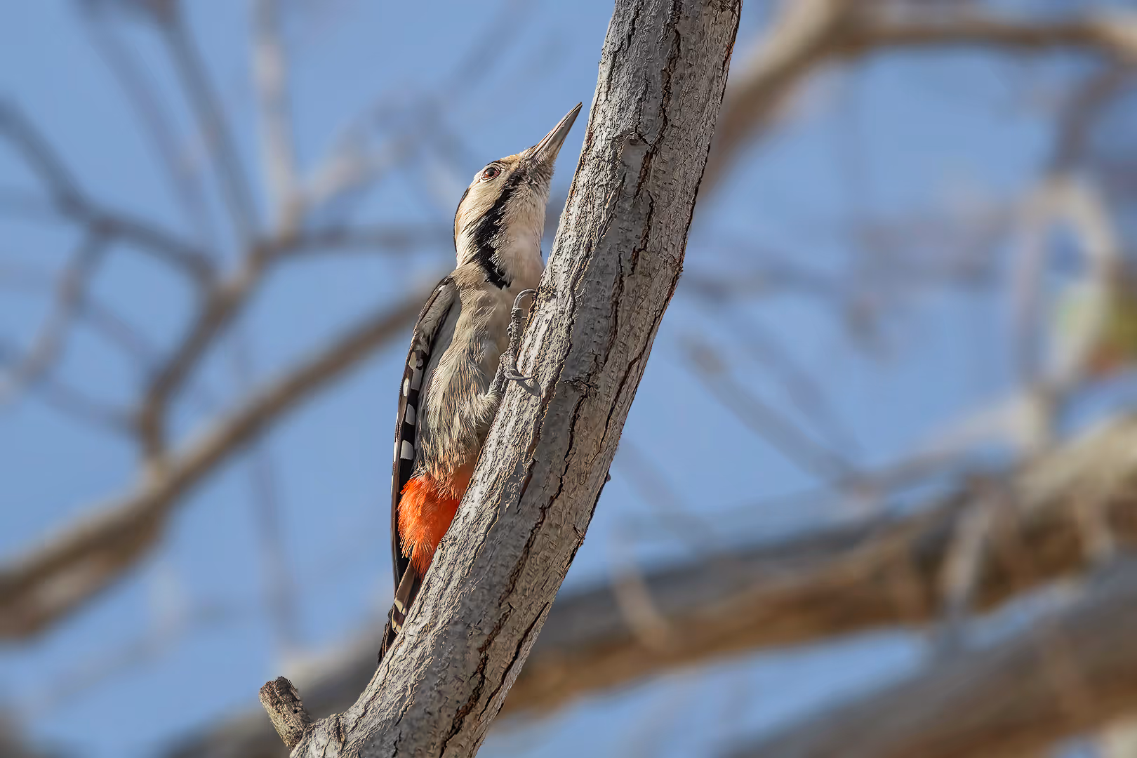 נקר סורי מטפס על עץ