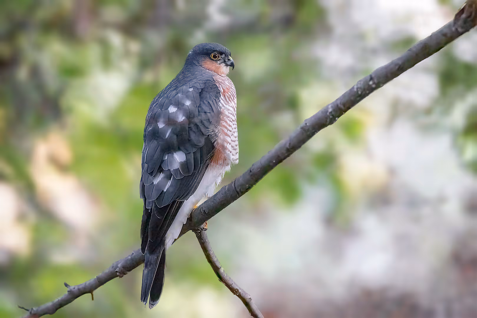 נץ מצוי על ענף