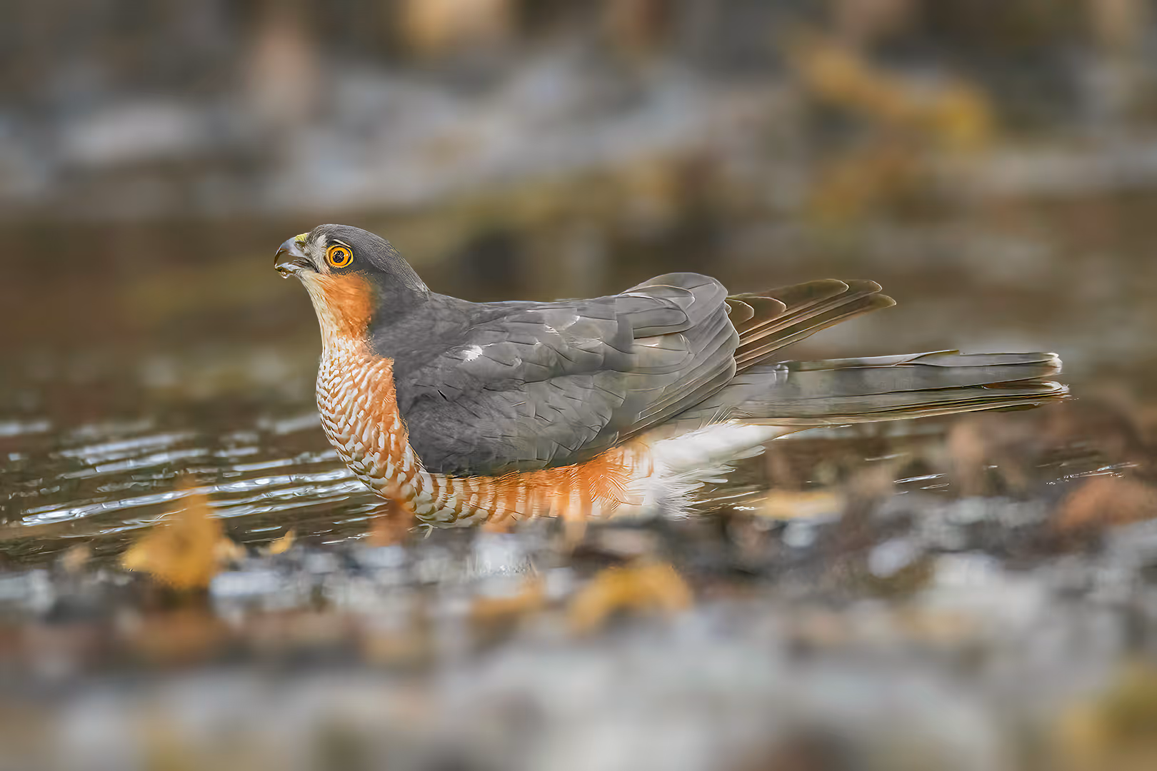 נץ מצוי שותה מים