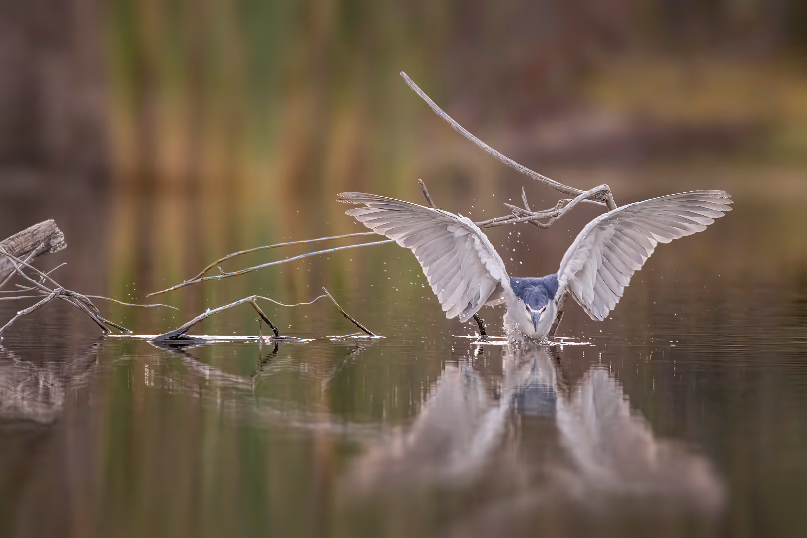 אנפת לילה נוחתת במים