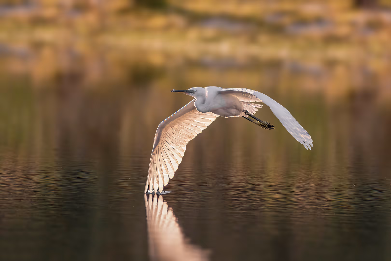 לבנית קטנה בתעופה נוגעת במים