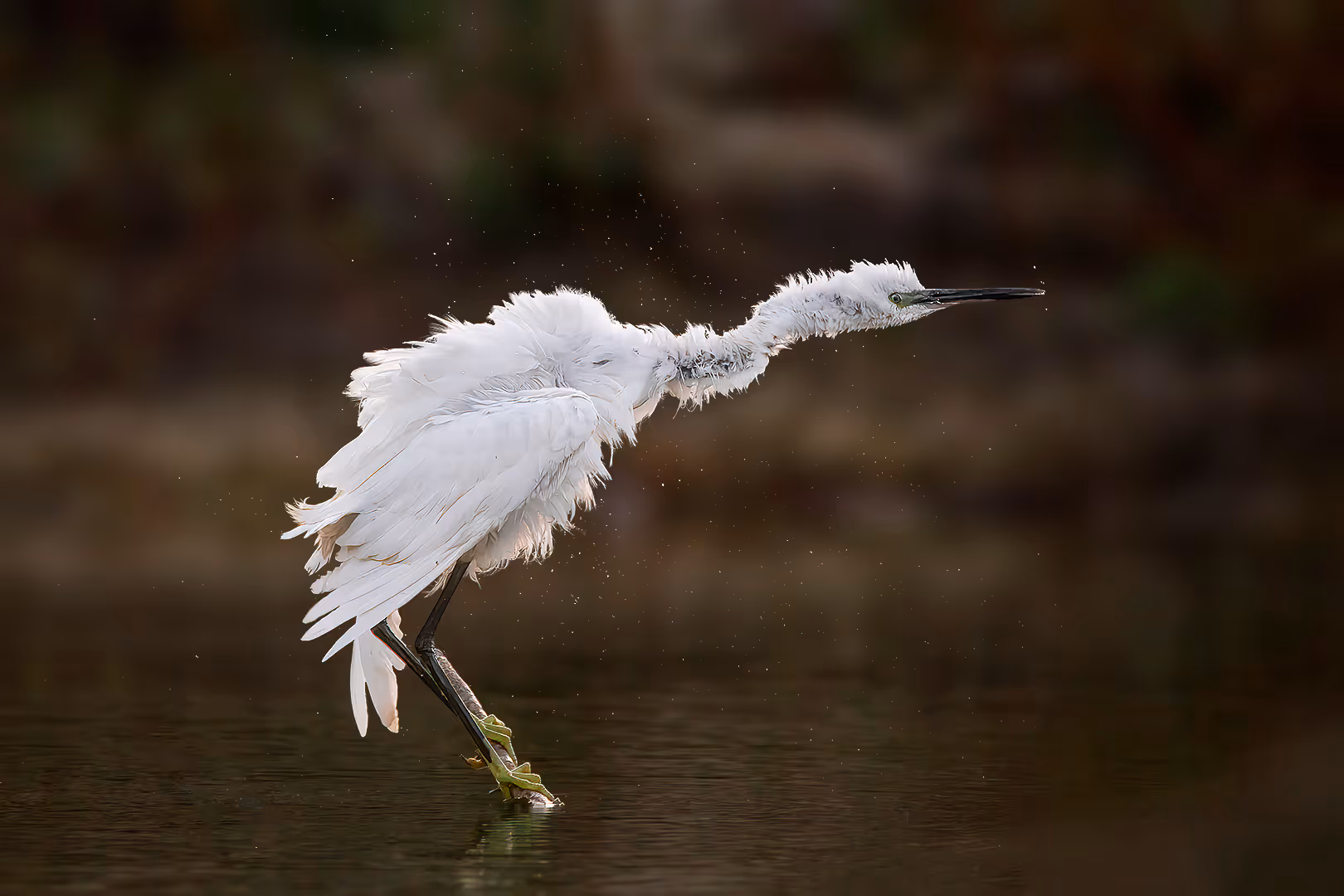 לבנית קטנה מתנערת