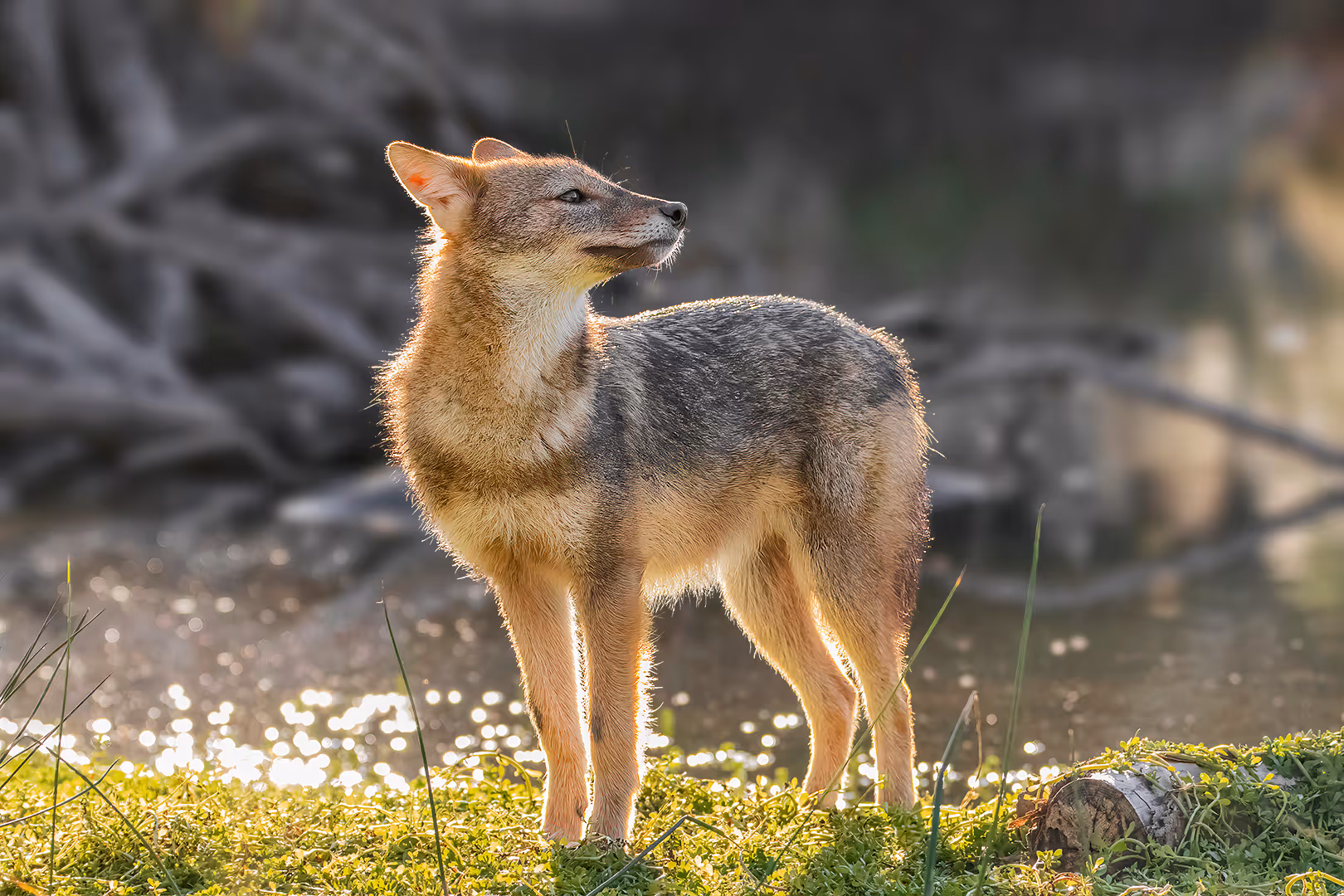 תן זהוב מביט לאחור