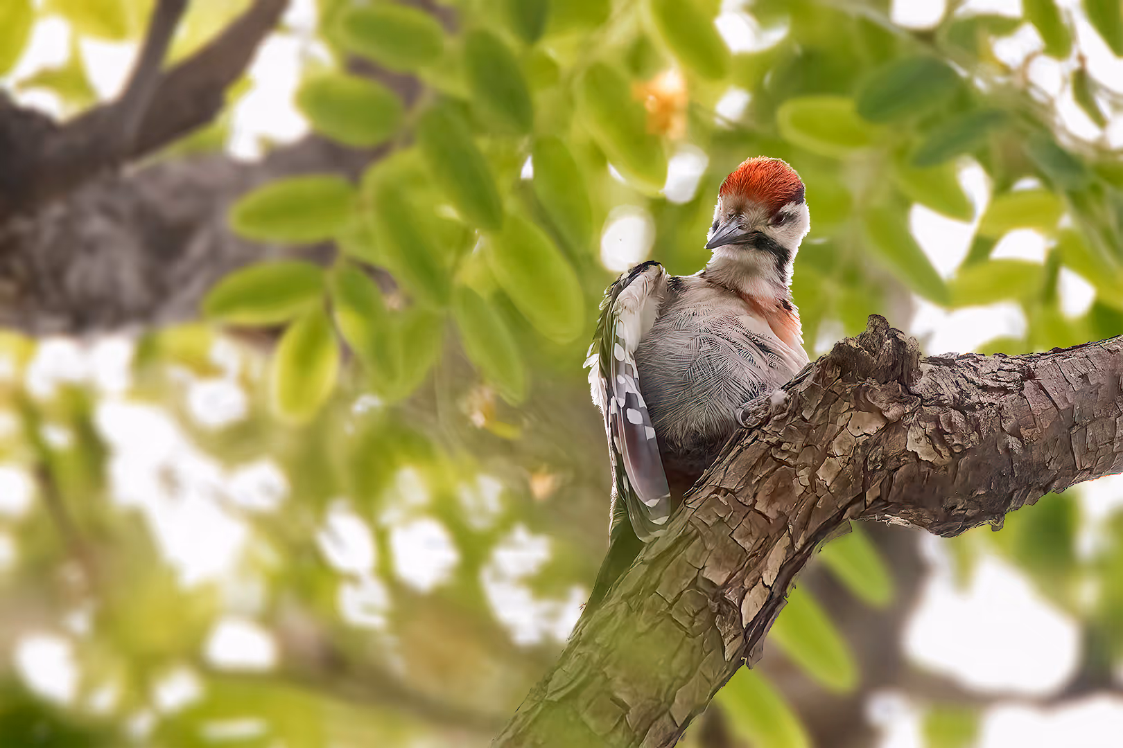 נקר סורי צעיר